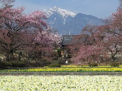 実相寺境内の桜と水仙